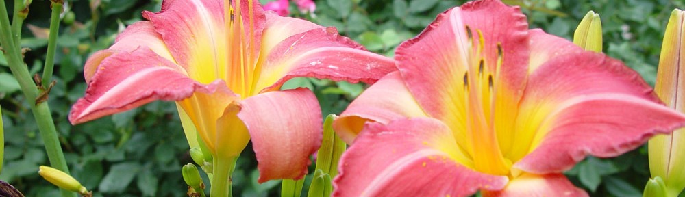 What a Wonderful Daylily Season!