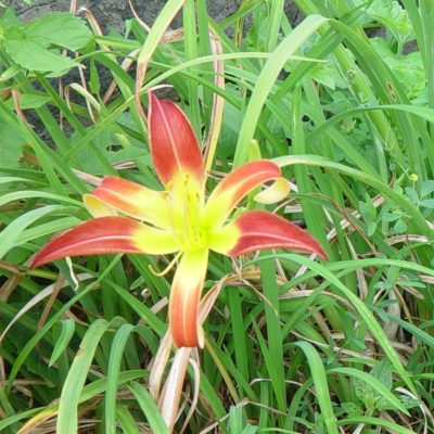 Stoplight daylily at the end of the driveway