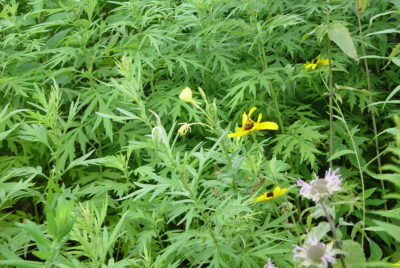 FL tetrapetal St. John's Wort is pale yellow, upper middle